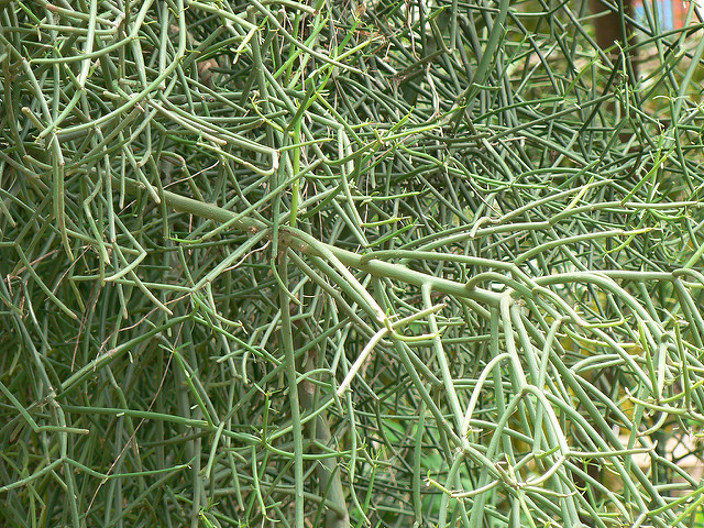 Plante crayon (Euphorbia tirucalli)