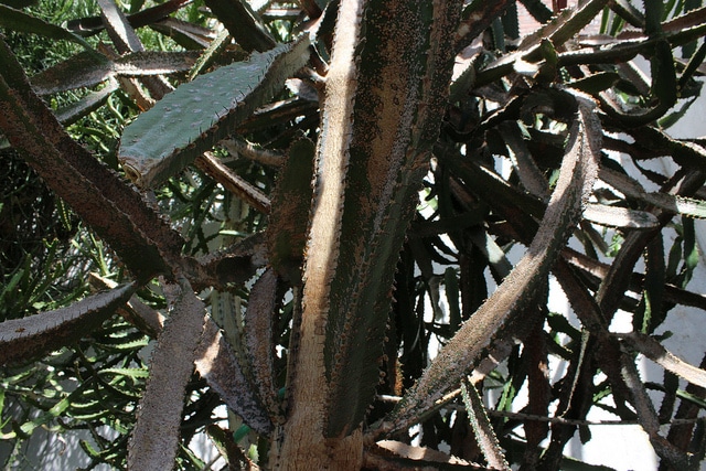 Synadenium (Euphorbia triangularis)