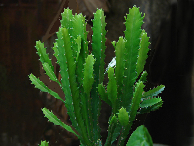 Euphorbe succulente