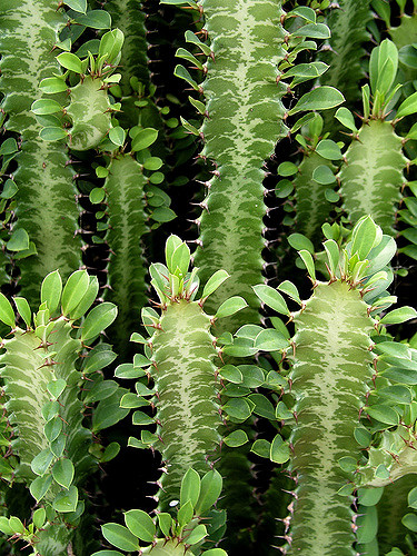 Euphorbe succulente