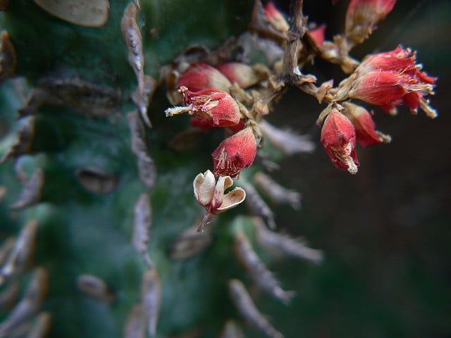 Synadenium (Euphorbia viguieri)