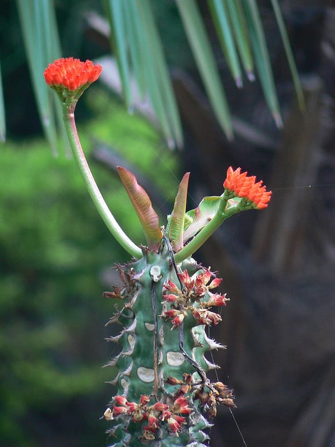 Synadenium
