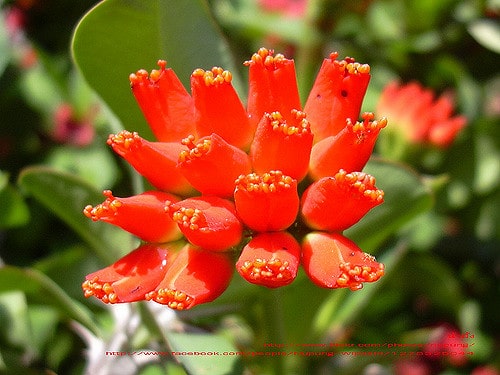 Synadenium