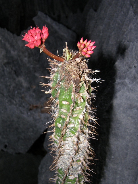 Synadenium