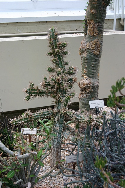 Synadenium