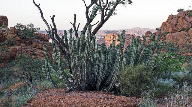Euphorbia virosa