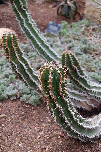 Euphorbia virosa