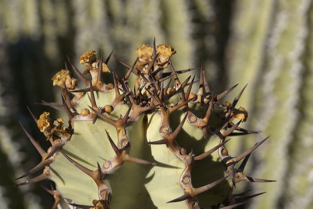Euphorbia virosa