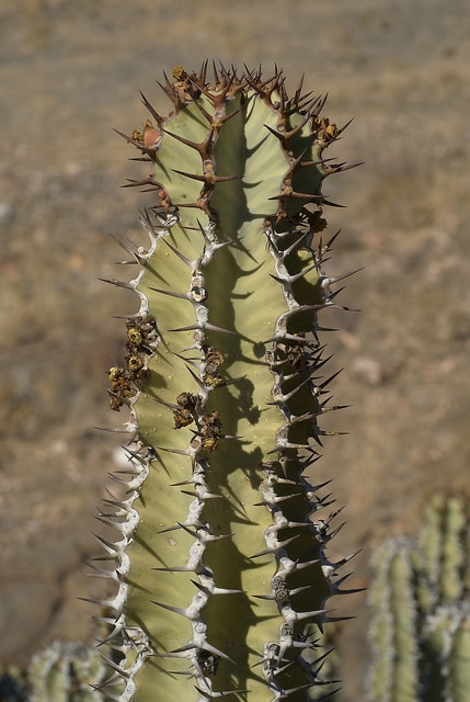 Euphorbia virosa