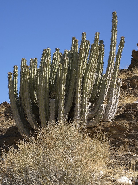 Euphorbia virosa