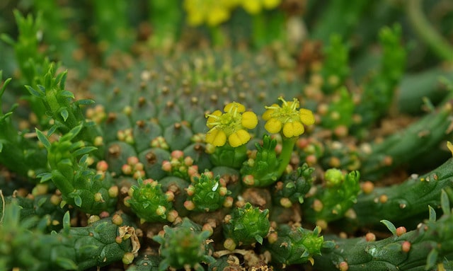 Synadenium (Euphorbia woodii)