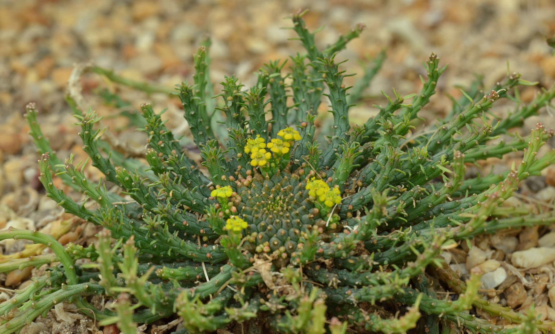 Synadenium