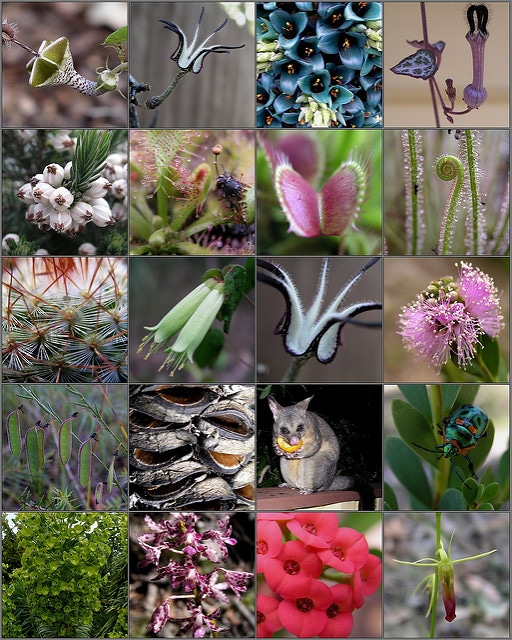 Synadenium