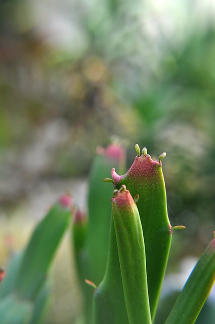 Synadenium (Euphorbia xylophylloides)