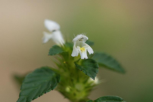 Euphraise des alpes (Euphrasia alpina)
