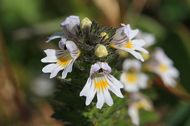 Petite euphraise (Euphrasia minima)