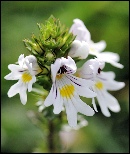 Euphraise des bois (Euphrasia nemorosa)