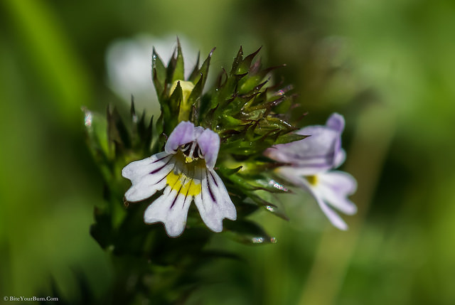 Euphraise des bois