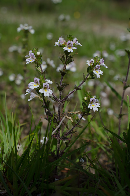 Euphraise des bois