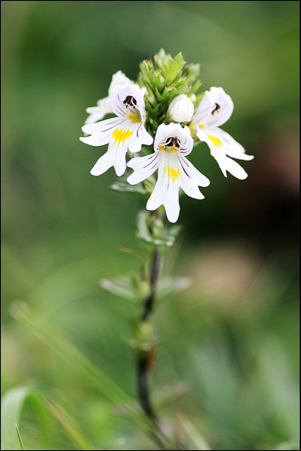 Euphraise des bois