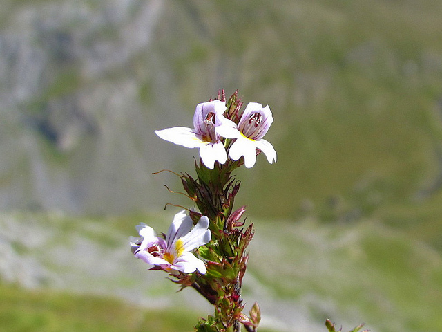 Euphraise de salzbourg