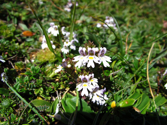 Euphraise de salzbourg (Euphrasia salisburgensis)