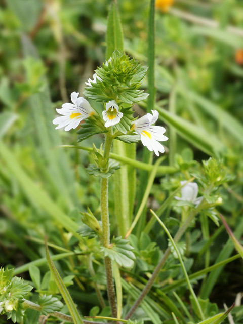 Euphraise dressée (Euphrasia stricta)