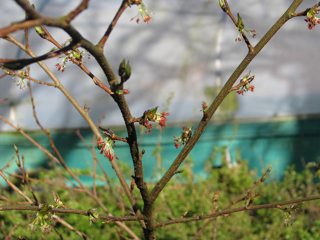 Euptelea polyandra