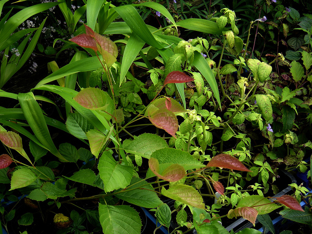 Euptelea polyandra
