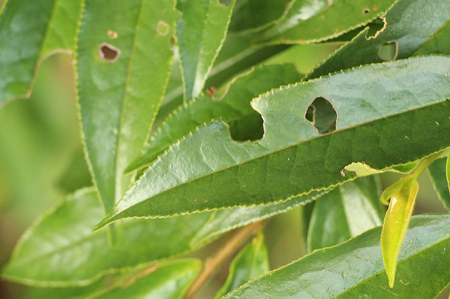 Eurya acuminata
