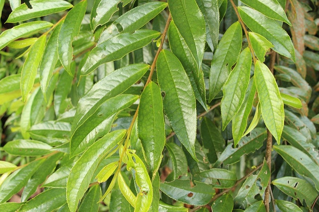 Eurya acuminata