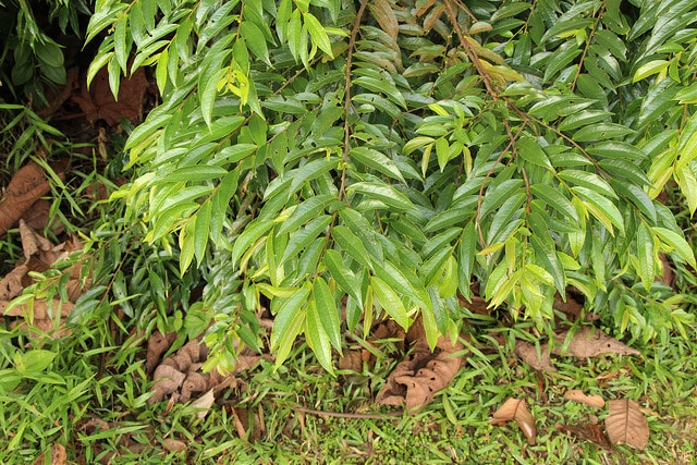 Eurya acuminata (Eurya acuminata)