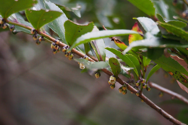 Eurya du japon (Eurya japonica)