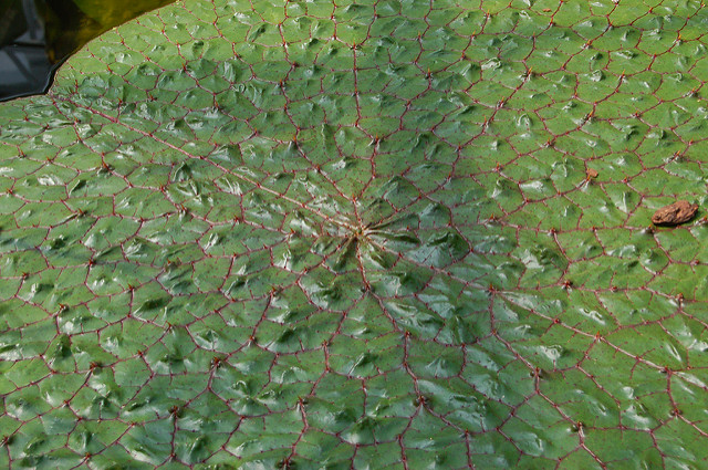 Euryale ferox