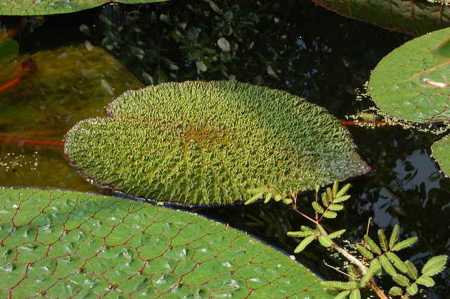 Euryale ferox