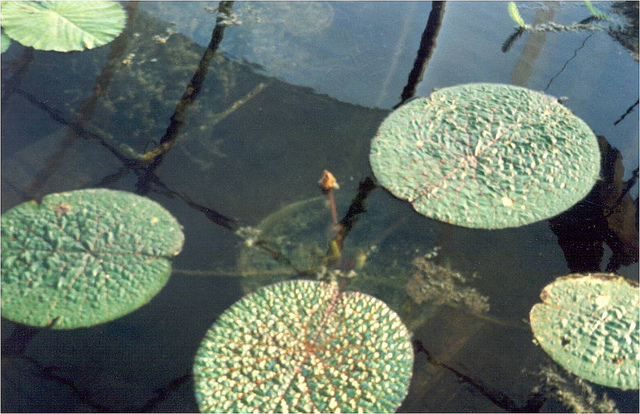 Euryale ferox