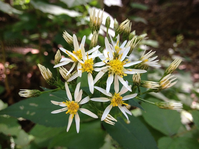 Aster à rameaux étalés
