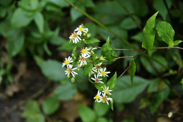 Aster à rameaux étalés