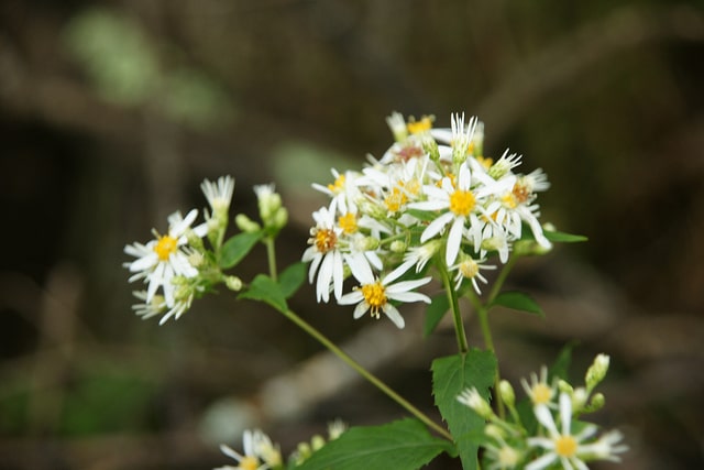 Aster à rameaux étalés