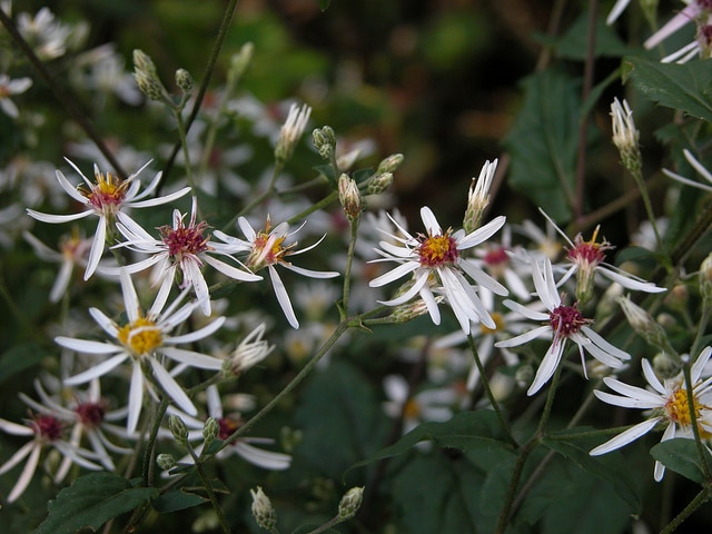 Aster à rameaux étalés