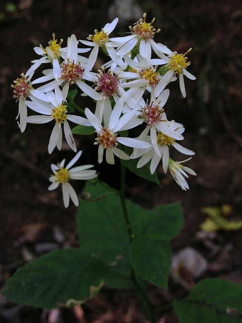 Aster à rameaux étalés