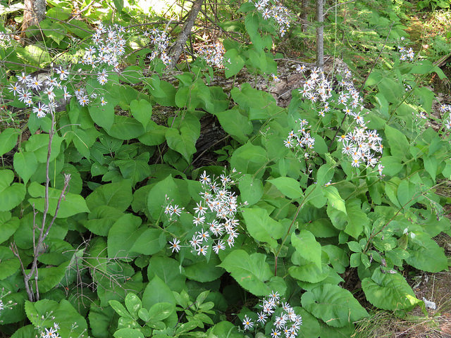 Aster macrophyllus