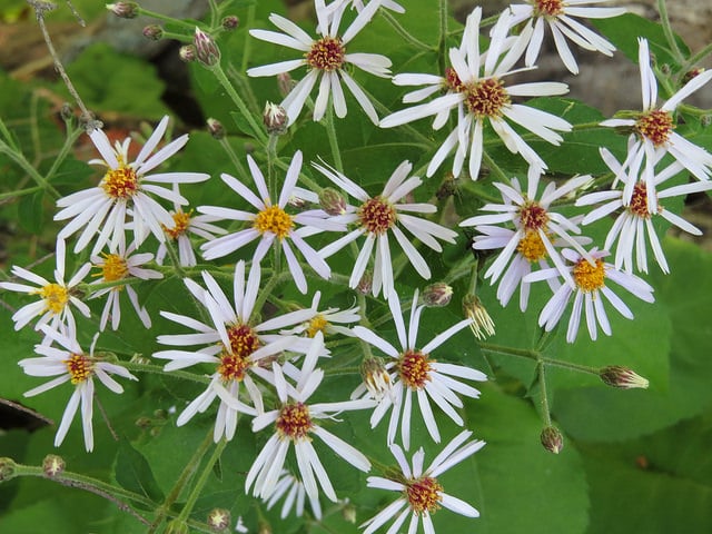 Aster macrophyllus