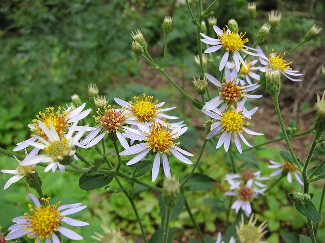 Aster macrophyllus