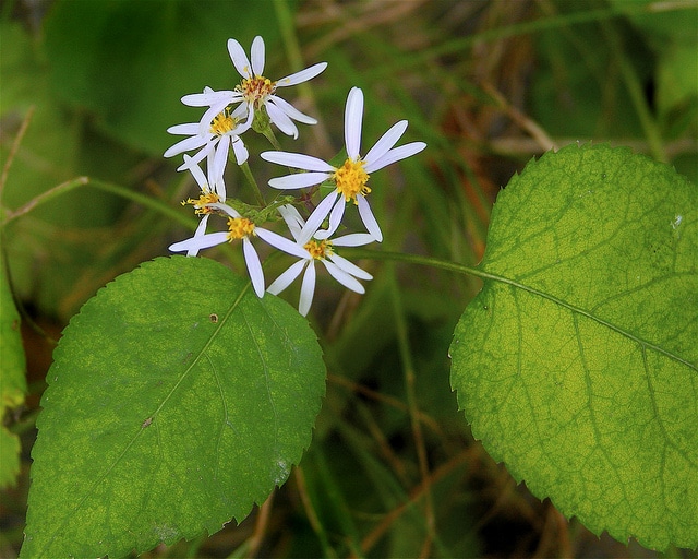 Aster macrophyllus