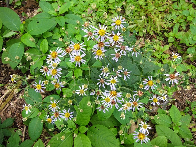 Aster macrophyllus