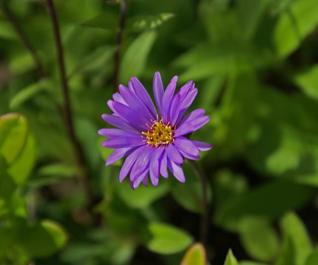 Eurybia sibirica (Eurybia sibirica)