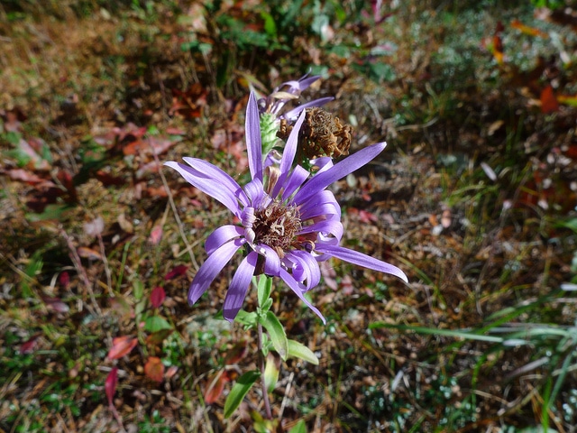 Eurybia spectabilis