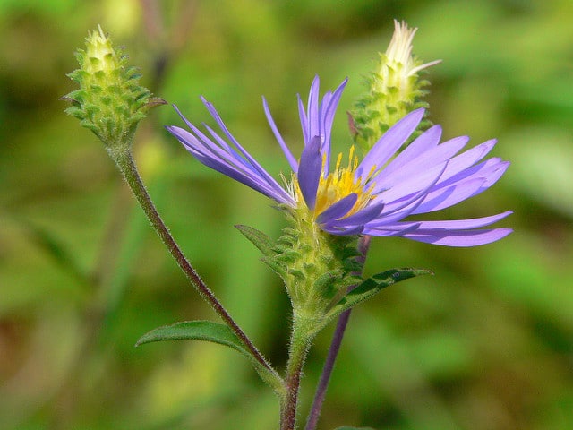 Eurybia spectabilis (Eurybia spectabilis)