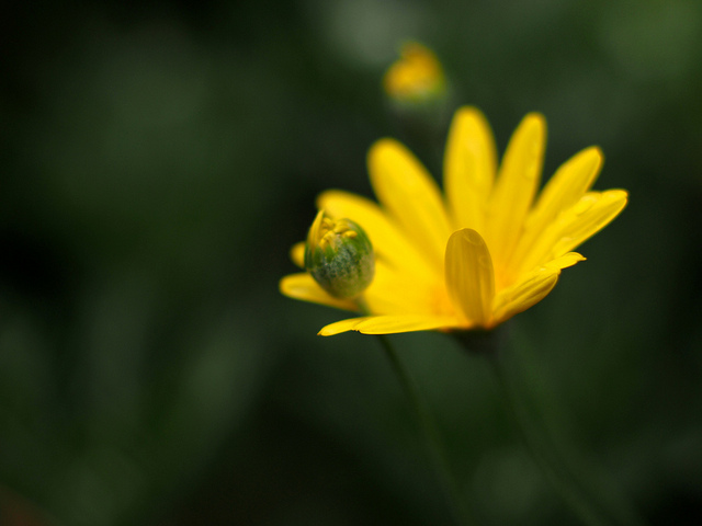 Euryops pectiné
